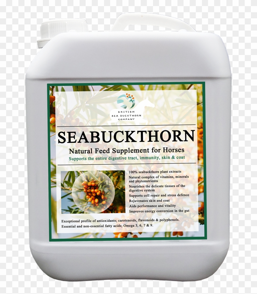 Bsc Seabuckthorn - Kelp Clipart