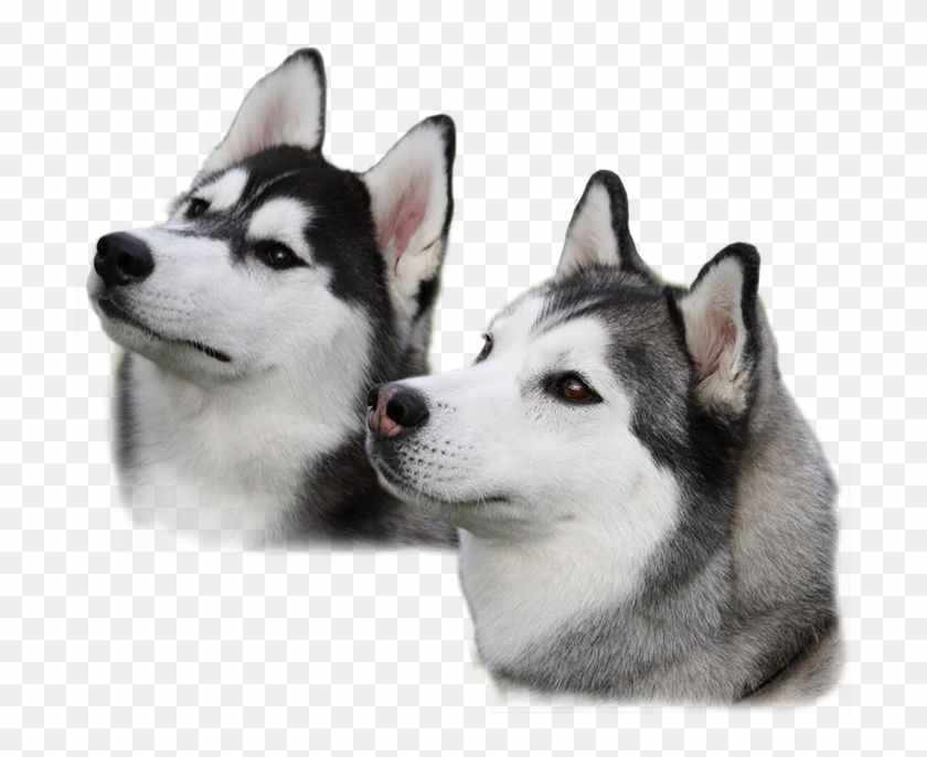 Husky Png Clipart #835326