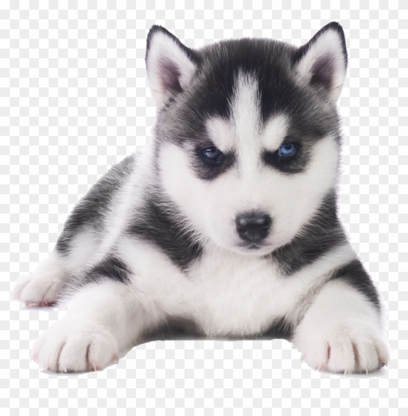 Husky Png Transparent Images - Husky Puppy White Background Clipart #835347