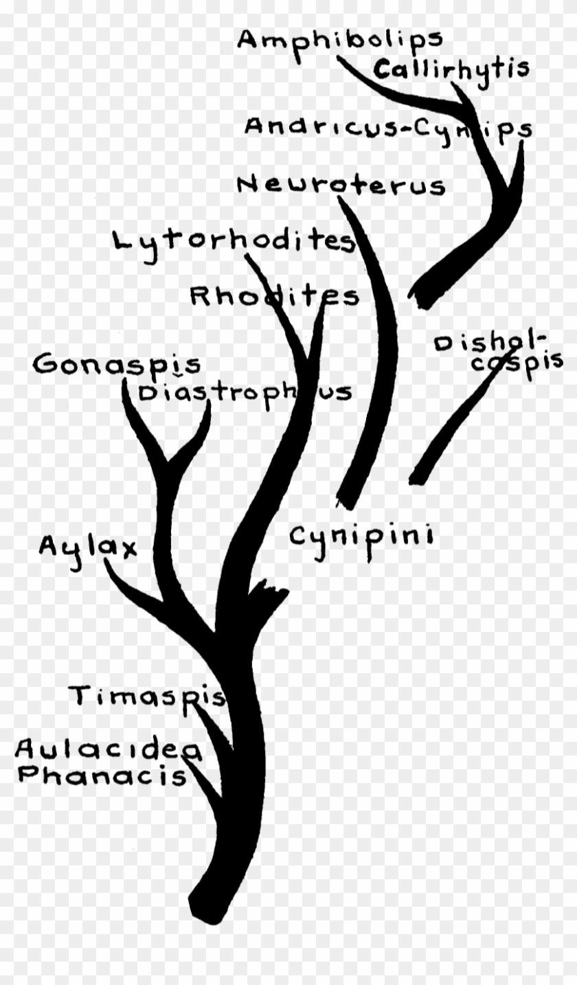 Cynipidae Family Tree - Calligraphy Clipart #835619
