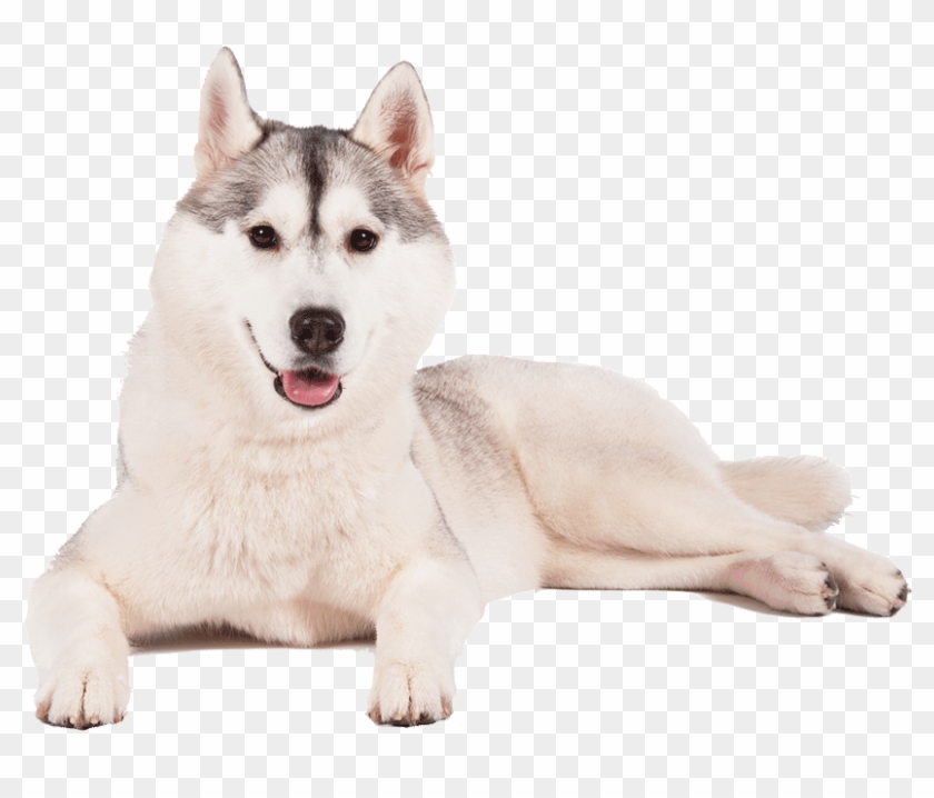 Husky Png Transparent Background - Sakhalin Husky Clipart