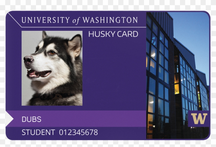 Uwt Husky Card - Husky Card Uw Clipart #835704