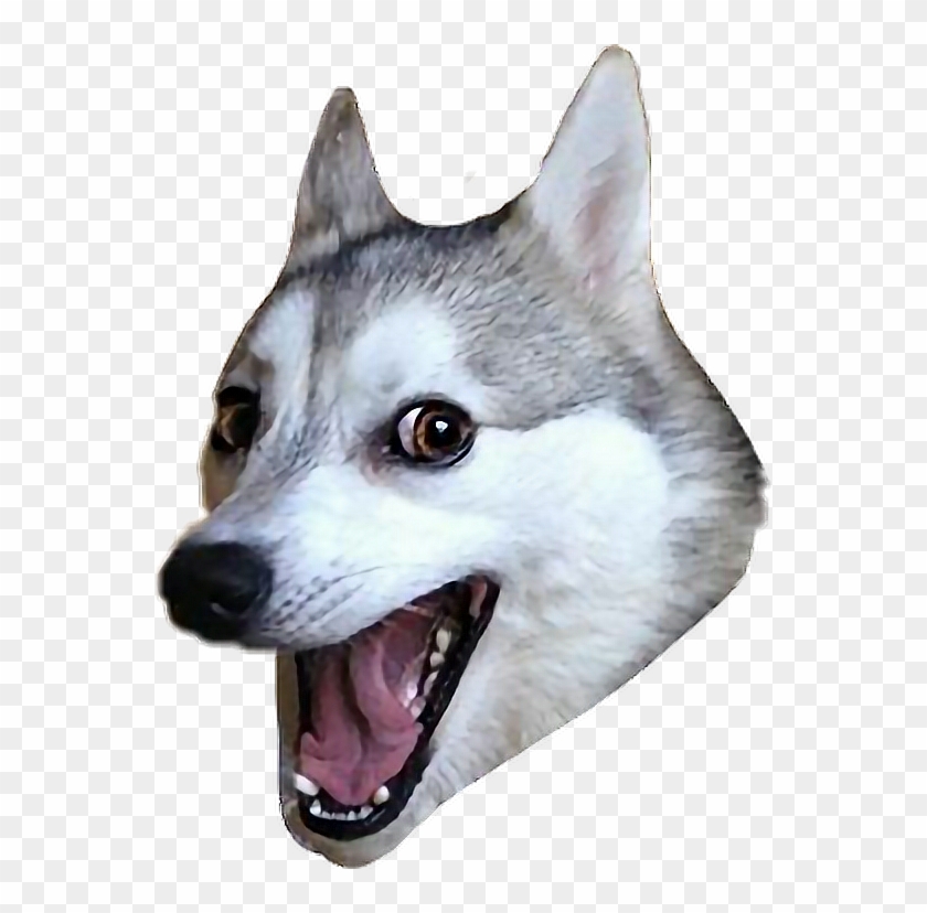 Ftestickers Sticker - Husky Pun Png Clipart