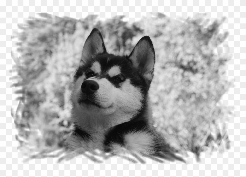 - Siberian Husky , Png Download Clipart #835890