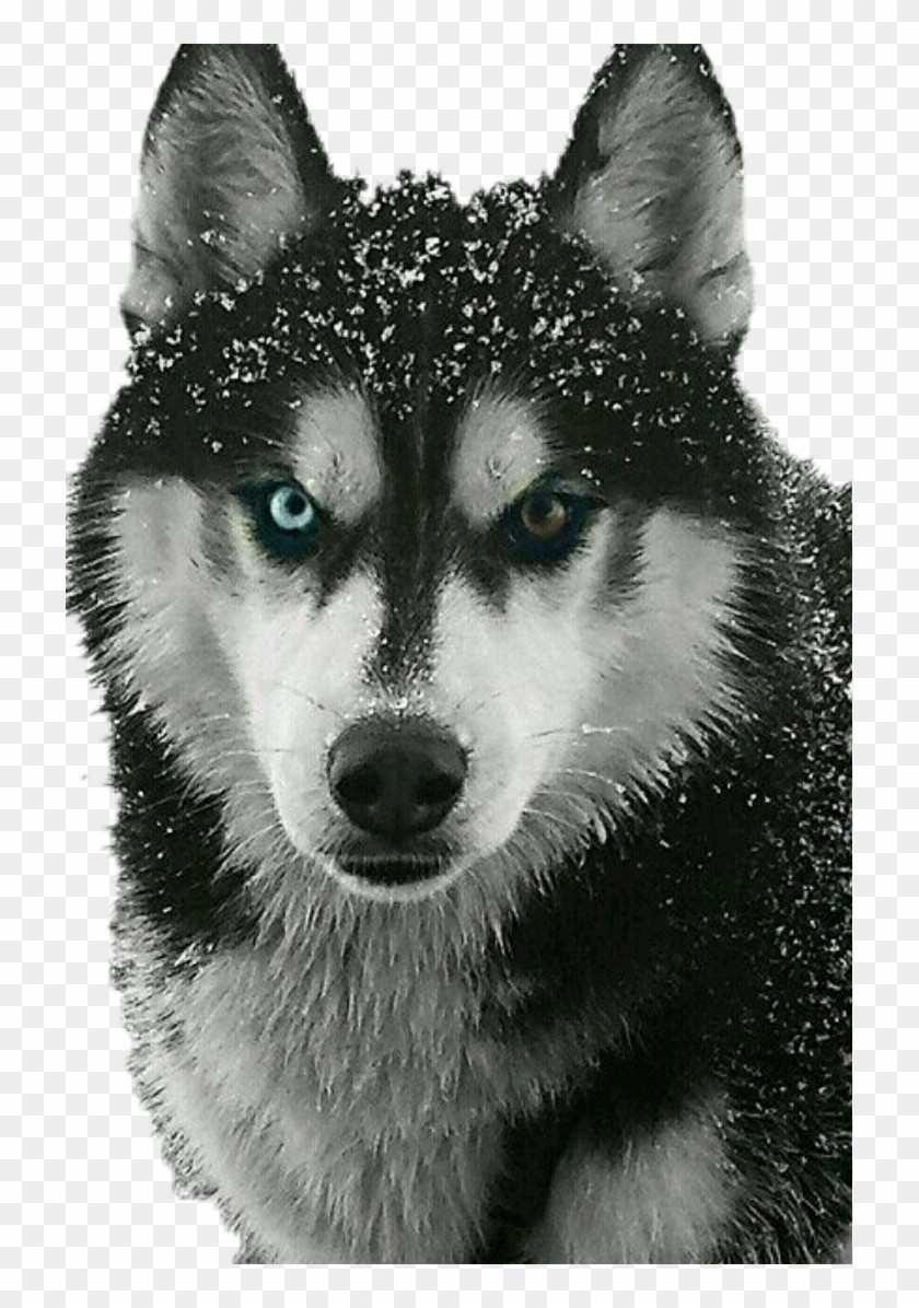 Drawn Husky Professional Animal - Siberian Husky Clipart #836332