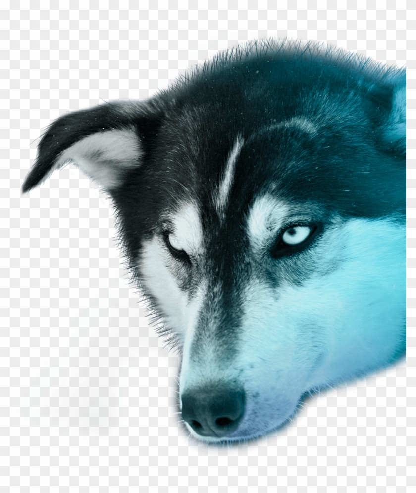 Polar Lights Tours - Miniature Siberian Husky Clipart #836362