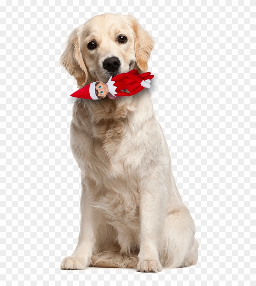 Elf On The Shelf With Dog - Dog Png Clipart