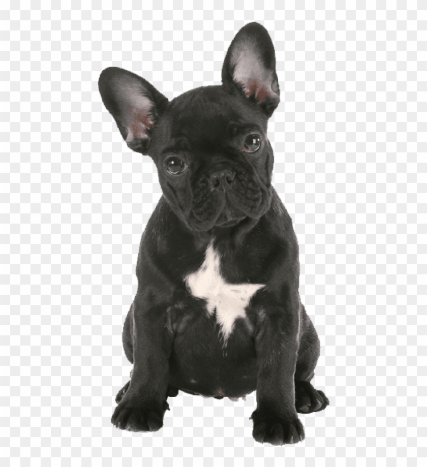 Free Png French Bulldog Png Png Images Transparent - French Bulldog Puppy Png Clipart #838548