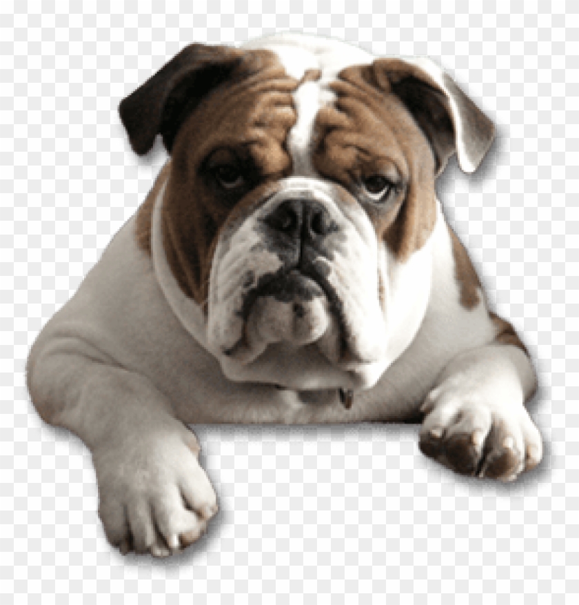 Free Png Download Bulldog Png Images Background Png - English Bulldog Face Png Clipart #838744