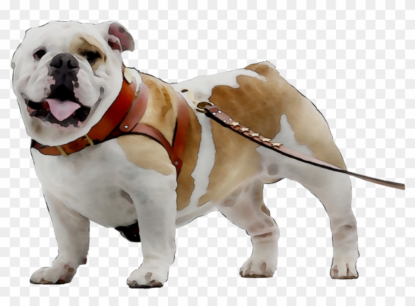 Toy Bulldog Breed Dog Companion Bulldogge Olde Clipart - Olde English Bulldogge - Png Download