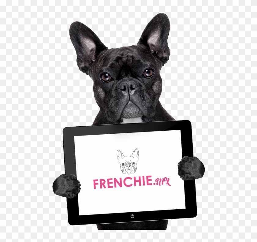 Bulldog Francese Png - Daily Man Funny Quotes Clipart #838876