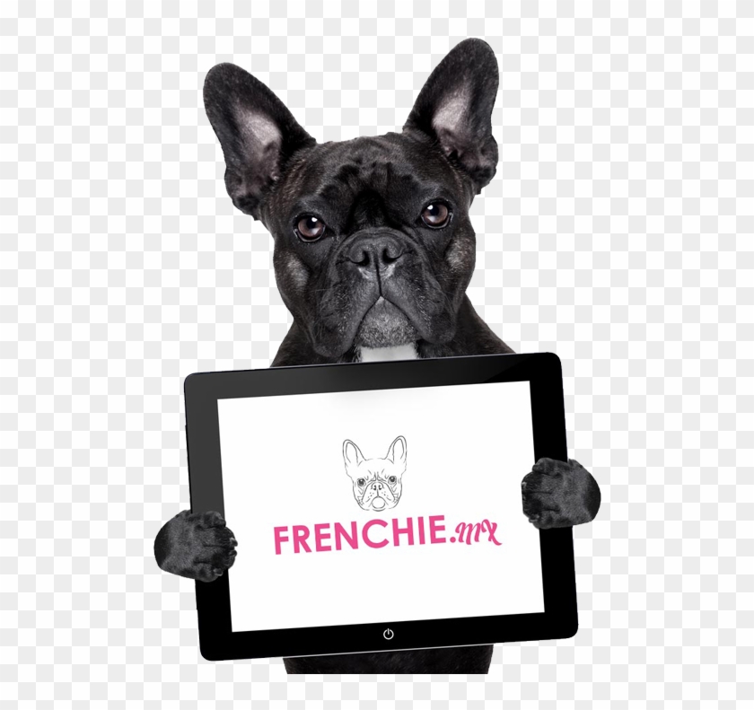 Bulldog Francese Png - Daily Man Funny Quotes Clipart