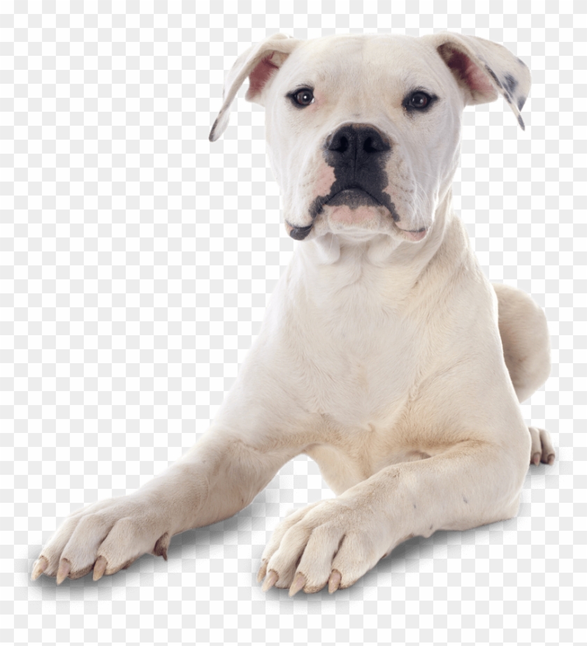 American Bulldog Puppies Png , Png Download - American Bulldog Puppies Png Clipart #839170