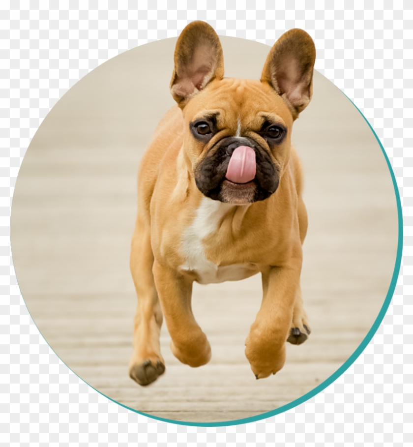 French Bulldog , Png Download Clipart #839454
