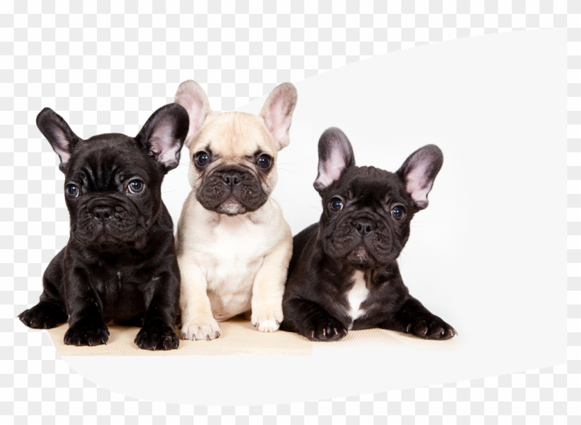 Scroll Down - Bulldog Francesi Clipart