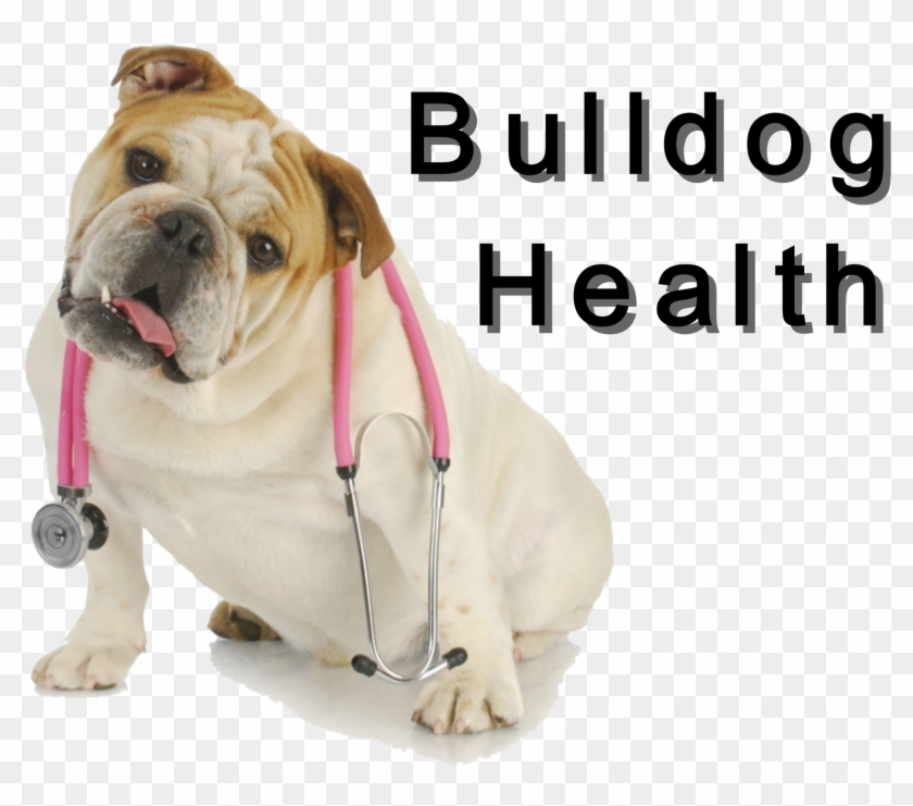 Bulldog Club Of America National Specialty Show Photos - Dog Clipart #839940