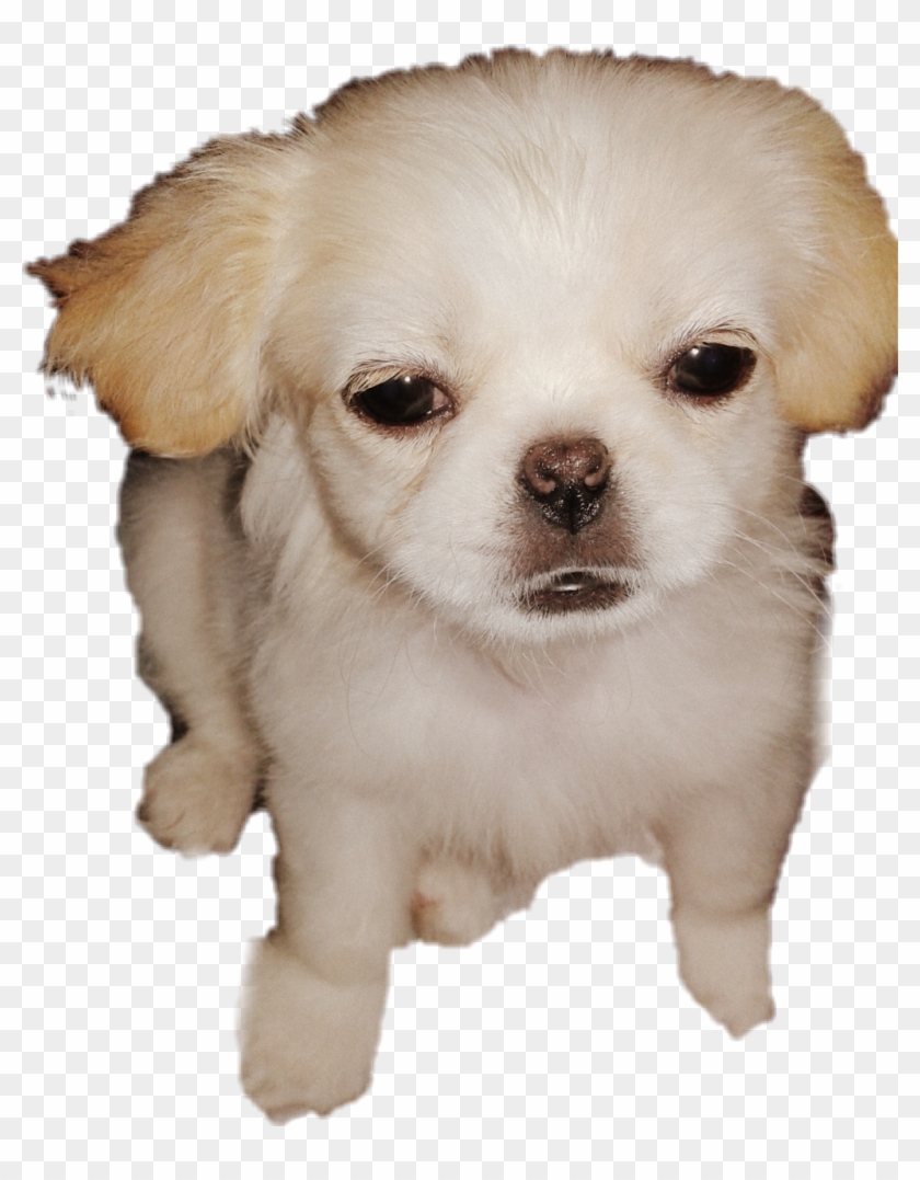 Cute Puppy Love - Companion Dog Clipart #841979