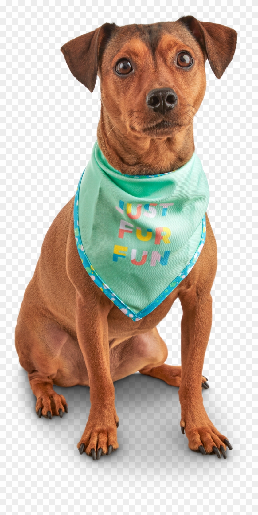 7 Cute And Colorful Pet Products You Can Buy Now - Pet Clipart #842532