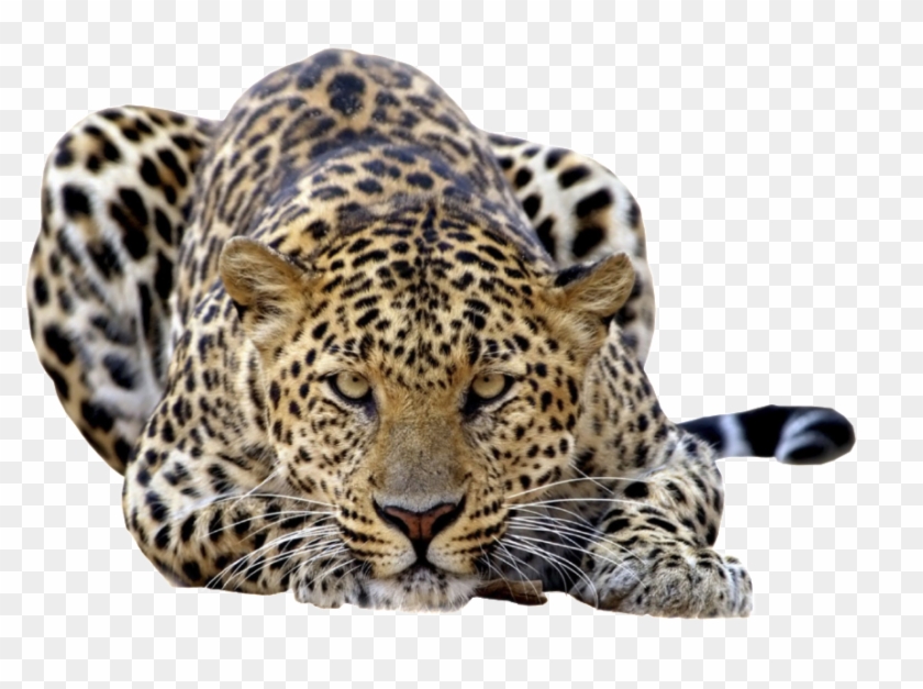 Amur Leopard Clear Background Clipart #842888