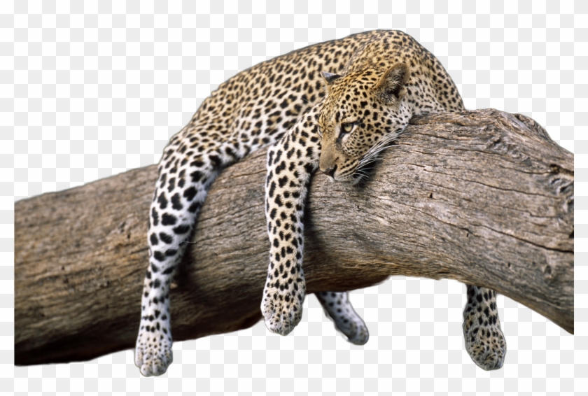 Leopard Transparent Image - Transparent Wild Animal Png Clipart #842939
