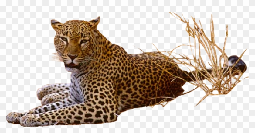 Leopard Transparent Png - Leopard With Transparent Background Clipart