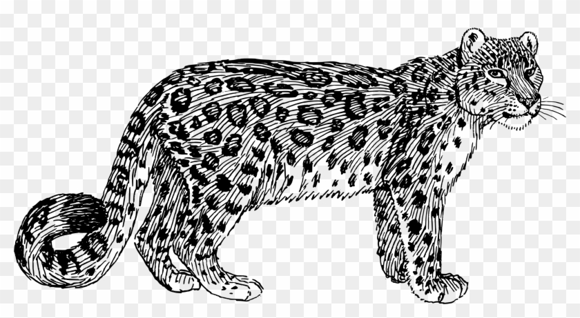Graphic Transparent Leopard Vector Amur - Snow Leopard Line Drawing Clipart #843245