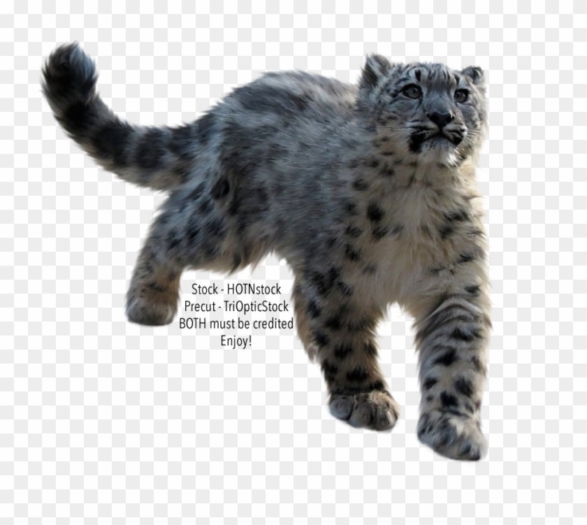 Snow Leopard Png - Snow Leopard Cut Out Clipart #843366