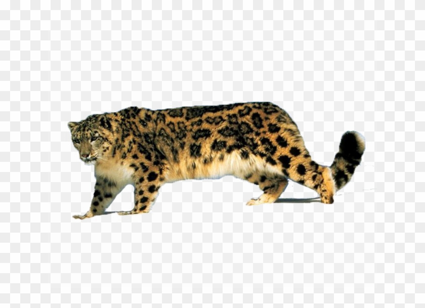 Walking Leopard Png High-quality Image - Барс Пнг Clipart #844162