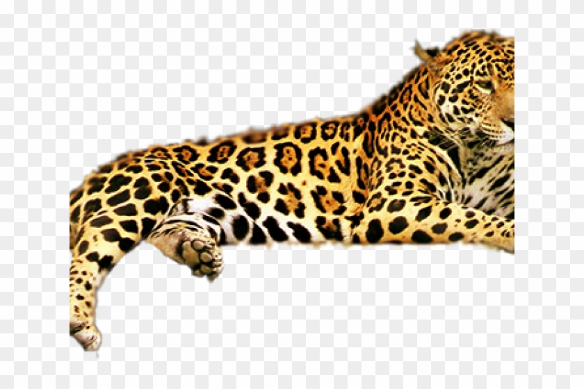 Leopard Clipart Transparent Background - Jaguar Animal - Png Download #844567