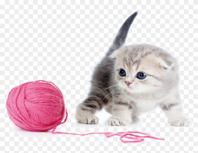 Kitten And Yarn - Yarn Cat Png Clipart #845113