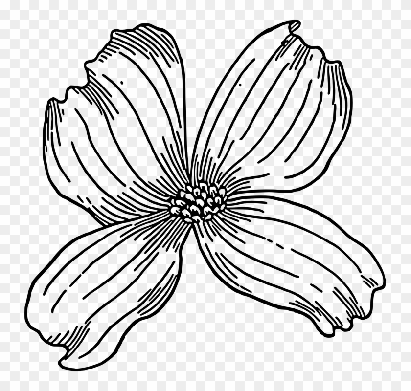 Dogwood Clip Art - Png Download