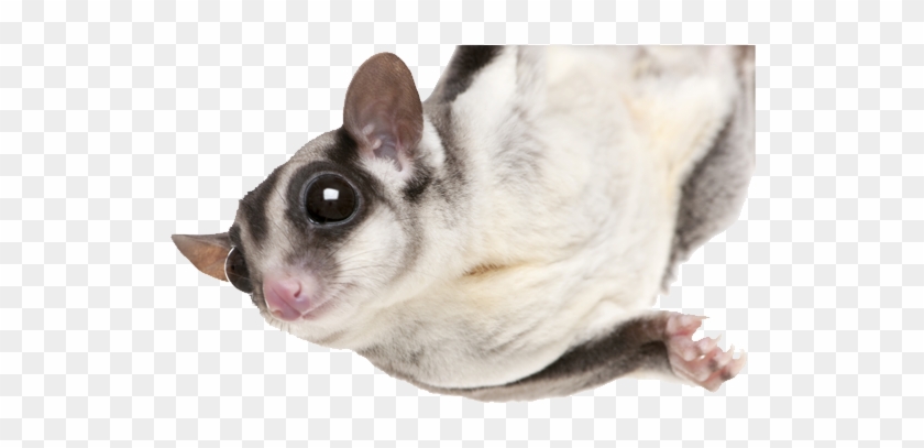 Sugar Glider Png - Sugar Glider No Background Clipart