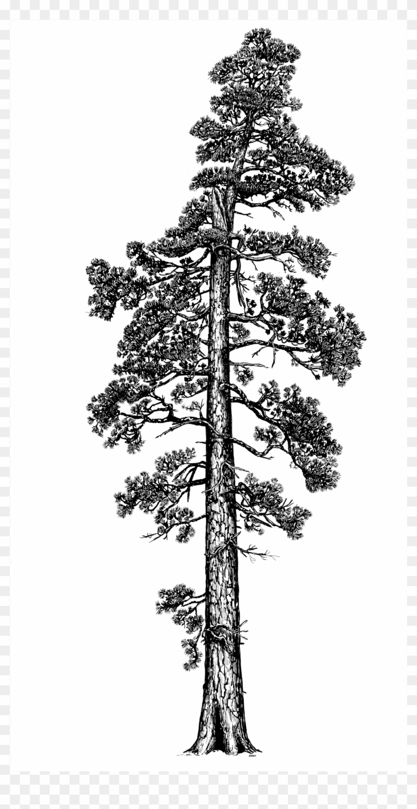 Pine Tree Clipart Red Wood Tree - Coastal Redwood Tree Illustration - Png Download #847894