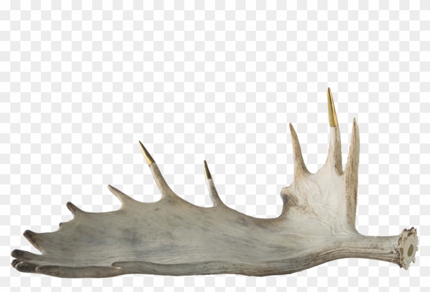 Brass Tipped Moose Antler , Png Download Clipart #847924