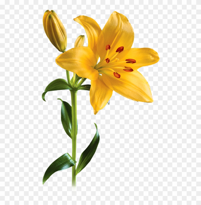 Lily Png Picture - Yellow Lily Png Clipart #849923