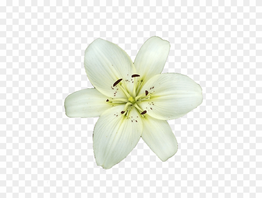 White Lily Flower - White Lily Flower Png Clipart #850241