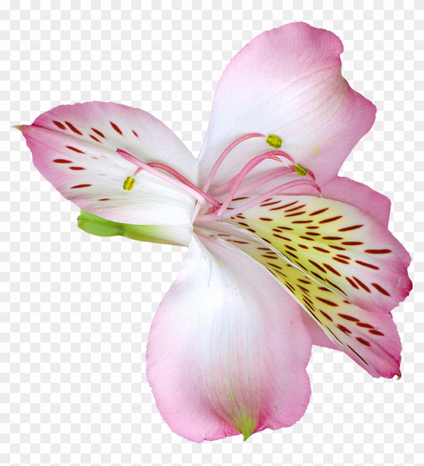 Pink Transparent Lily Flower Png Clipart - Transparent Lily Png #850335