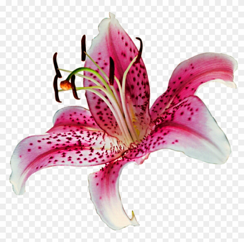 Lily Png Transparent - Stargazer Lily Transparent Background Clipart
