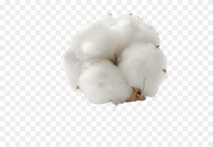 Cotton Boll Png Transparent Clipart #850592