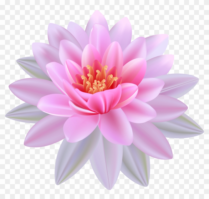 Pink Water Lily Png Clipart Image - Water Lily Flower Clipart Transparent Png #850710