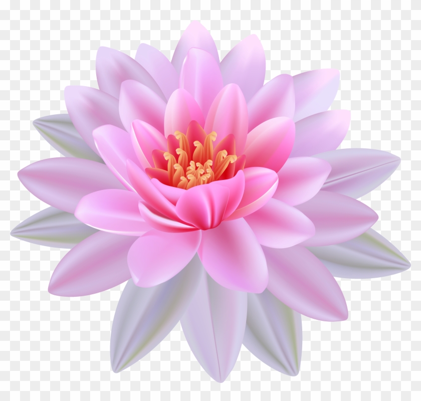 Pink Water Lily Png Clipart Image Water Lily Flower Clipart Transparent Png 850710 Pikpng
