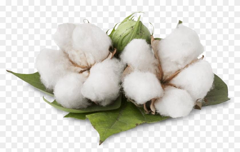 Cotton Cotton - Organic Cotton Clipart #850760