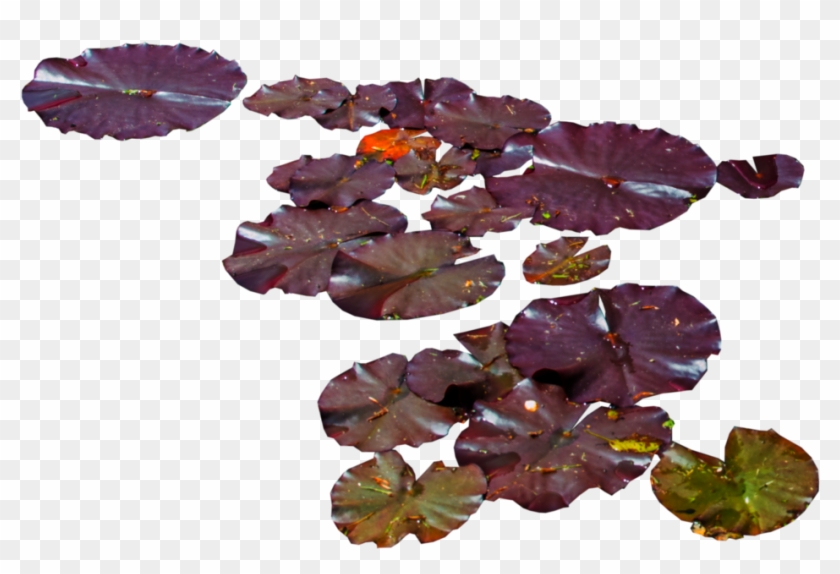 Water Lily Png - Water Lilies Png Transparent Clipart #850915