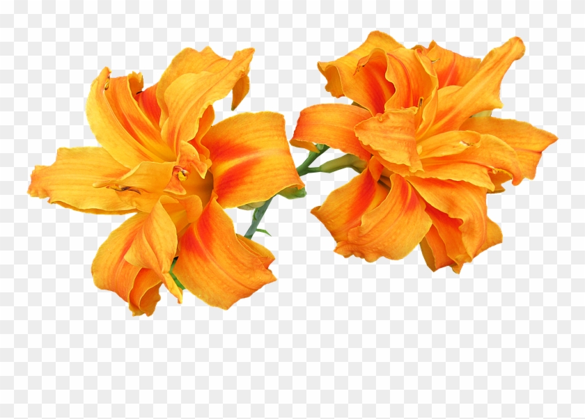 Orange Lily Png - Orange Lily Clipart #850938