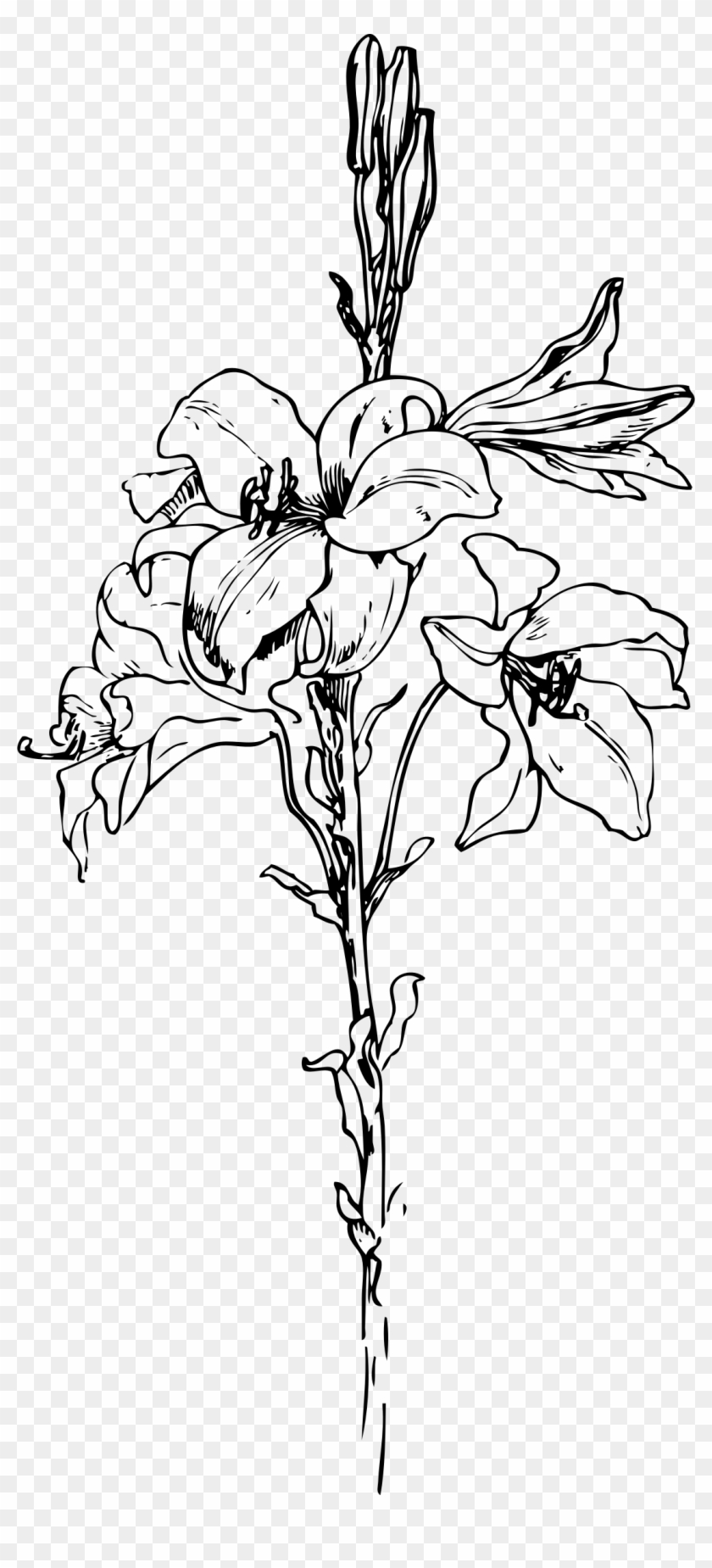 Lily Png Clipart #851011