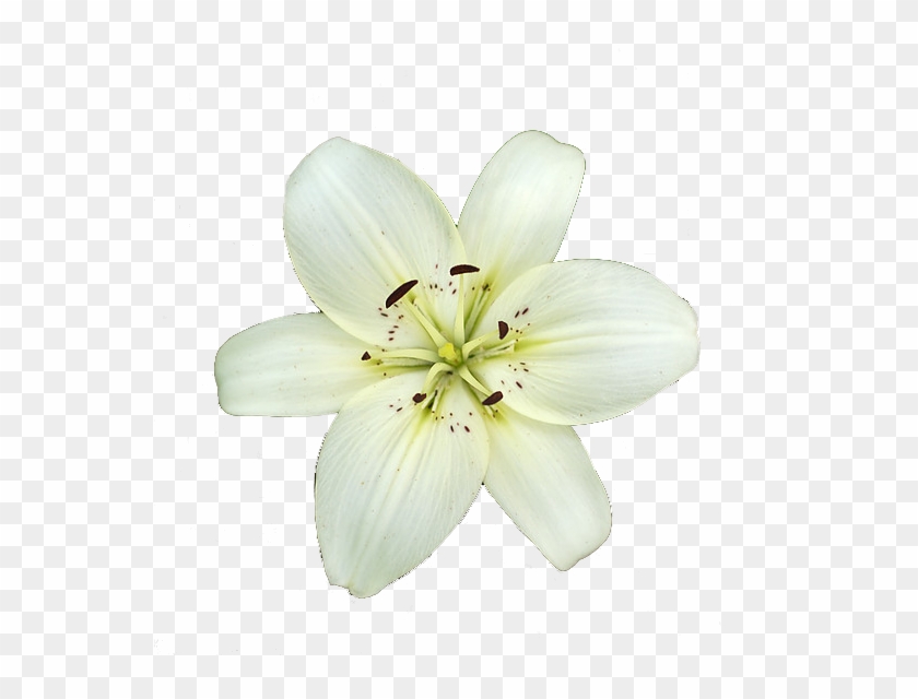 Flower Transparent Background White Clipart #851064