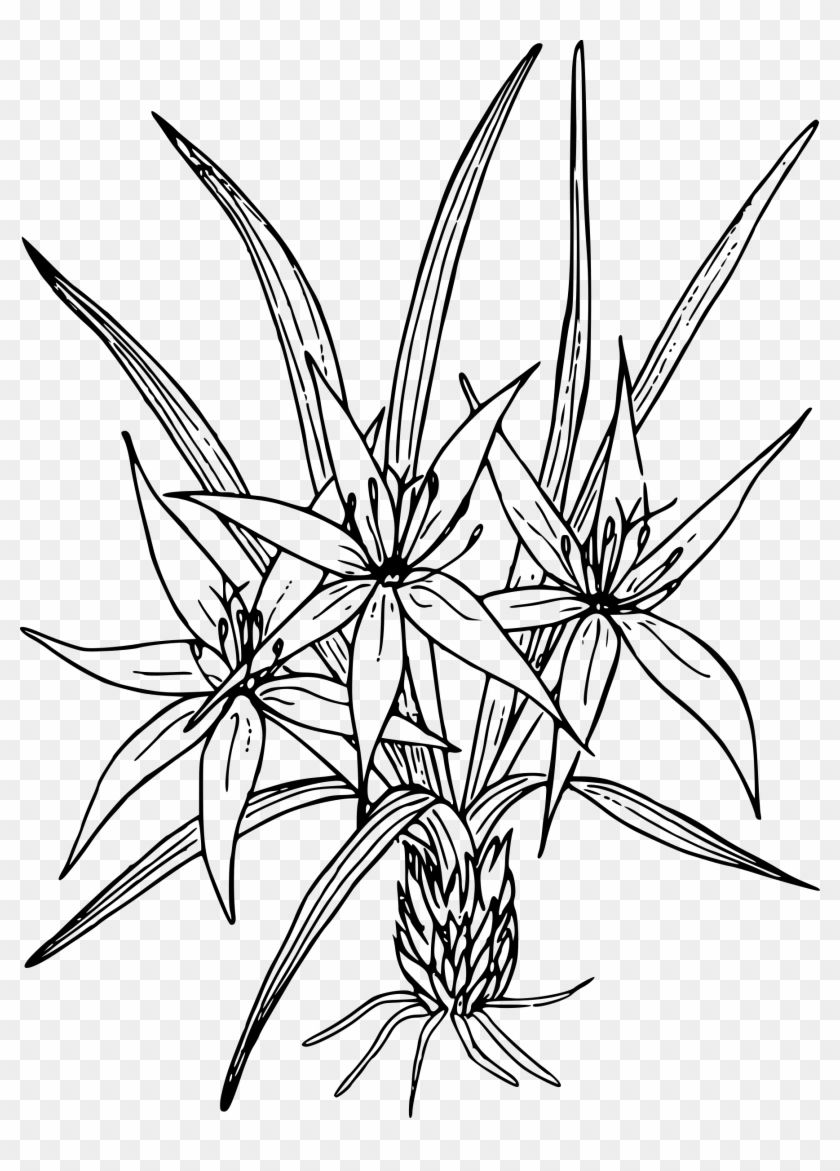 This Free Icons Png Design Of Sand Lily Clipart #851351