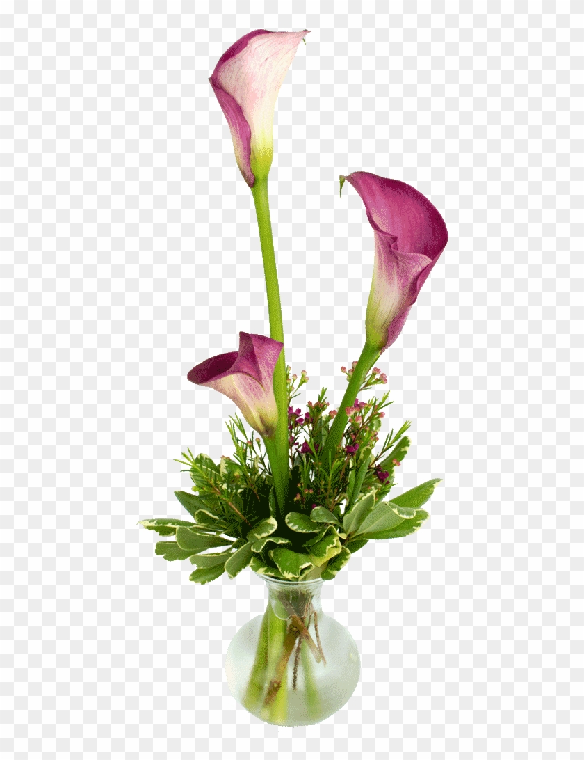 Calla Lily Png - Giant White Arum Lily Clipart #851385