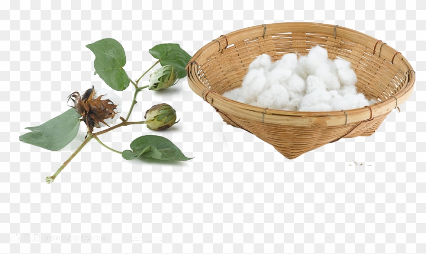 Cotton Png Pic - Cotton Clipart