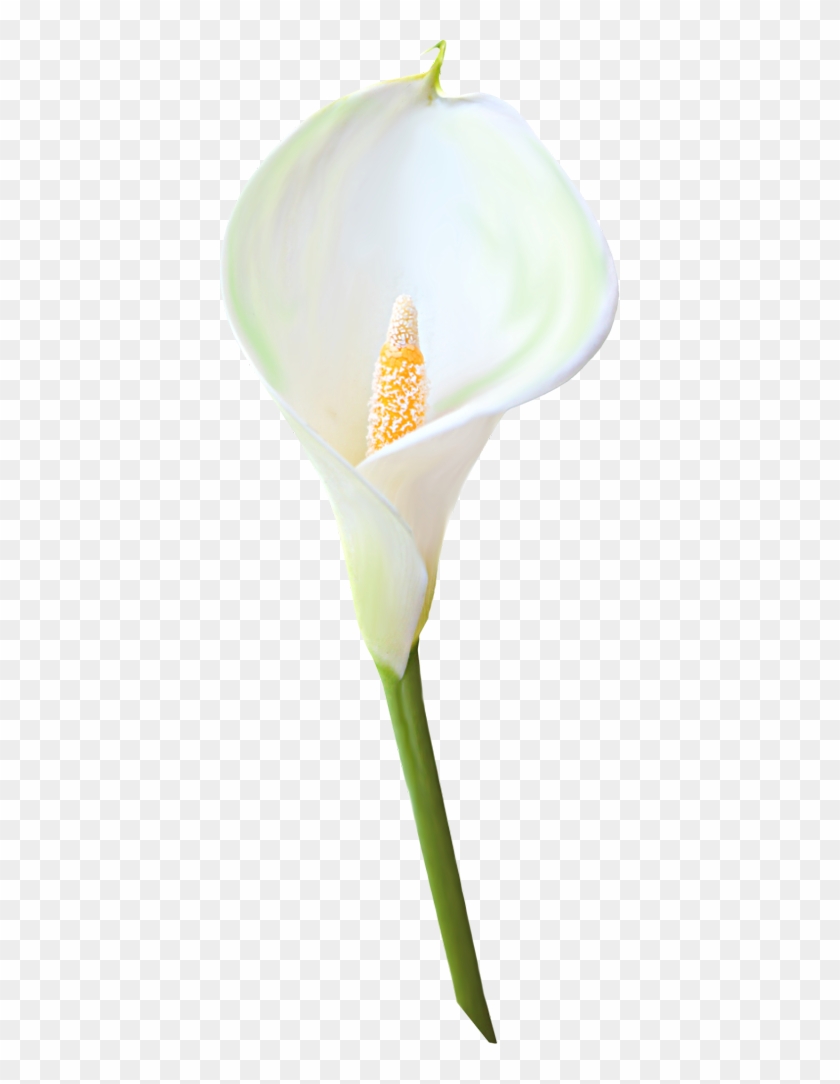 Calla Png Clipart - White Calla Lilies Transparent #851607